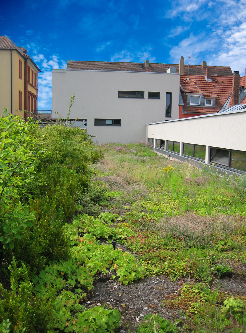 Dachgru╠ên_Bearbeitet_2